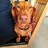 Ulysse a rejoint le concours — aidez-le/la à gagner de superbes lots ! animal, brown, canine, chair, close_up, collar, dachshund, dog, ears, floor, fur, indoor, looking, nose, person_blurred, pet, sitting, tile, whiskers, wood