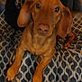 dog, brown_dog, pet, blanket, patterned_blanket, couch, indoor, animal, ears, paws, looking, curious, cozy, fur, closeup, domestic_animal, companion, cute, face, sitting