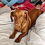 Ulysse participe au concours pour gagner de l'argent avec cette photo : dog, dachshund, brown_dog, pet, indoor, blanket, bedspread, person, casual_clothing, jeans, barefoot, red_bedspread, floral_pattern, relaxing, animal, cute, companion, home, cozy, portrait