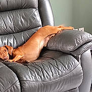 Ulysse a rejoint le concours — aidez-le/la à gagner de superbes lots ! animal, armchair, brown_dog, canine, comfortable, cozy, curious, dog, domestic, ear, furniture, household, indoor, leather_chair, living_room, paw, pet, relaxed, resting, stretched