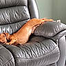animal, armchair, brown_dog, canine, comfortable, cozy, curious, dog, domestic, ear, furniture, household, indoor, leather_chair, living_room, paw, pet, relaxed, resting, stretched