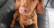 Ulysse participe au concours pour gagner de l'argent avec cette photo : animal, brown_dog, canine, collar, curious, cute, dachshund, dog, domestic_animal, ears, floor, furniture, green_wall, indoor, leather_couch, looking_up, nose, pet, remote_control, side_table
