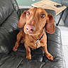 animal, brown_dog, canine, collar, curious, cute, dachshund, dog, domestic_animal, ears, floor, furniture, green_wall, indoor, leather_couch, looking_up, nose, pet, remote_control, side_table