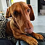 Ulysse participe au concours pour gagner de l'argent avec cette photo : dog, dachshund, pet, close_up, indoor, living_room, couch, paws, blanket, fur, nose, eyes, animal, canine, domestic_animal, whiskers, snout, relaxed, comfort, home