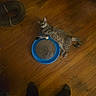 Dawn Elaine joined the competition — help win amazing prizes! animal, blue_object, cat, ears, feline, indoor, living_room, lying_down, overhead_view, pet, photography, playful, relaxed, scratcher, striped_fur, tabby_cat, tail, toy, whiskers, wooden_floor