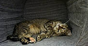 Dawn Elaine joined the competition — help win amazing prizes! animal, cat, couch, cozy, cute, fur, furniture, gray, home, indoor, lying_down, paws, pet, portrait, relaxed, sleeping, striped, tabby, whiskers, wood_floor