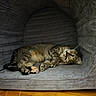 animal, cat, couch, cozy, cute, fur, furniture, gray, home, indoor, lying_down, paws, pet, portrait, relaxed, sleeping, striped, tabby, whiskers, wood_floor