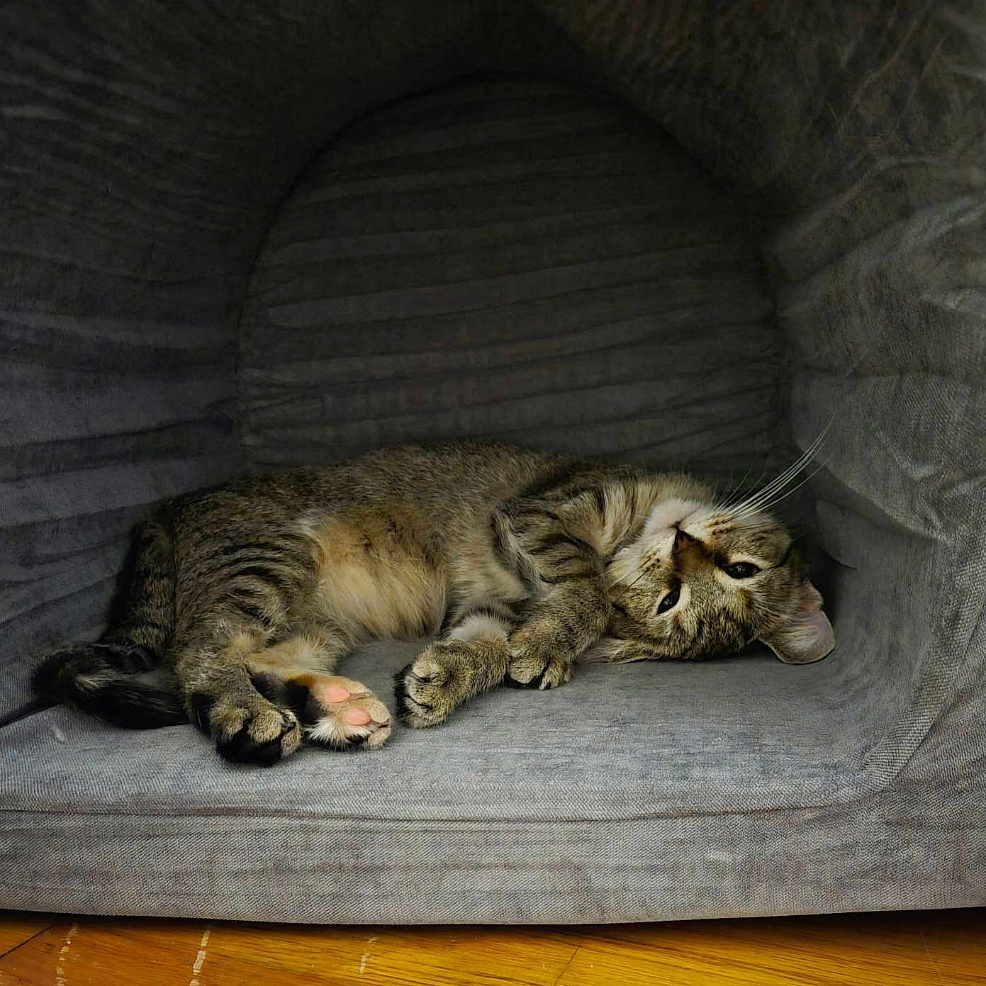 Dawn Elaine joined the competition — help win amazing prizes! animal, cat, couch, cozy, cute, fur, furniture, gray, home, indoor, lying_down, paws, pet, portrait, relaxed, sleeping, striped, tabby, whiskers, wood_floor