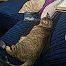 Dawn Elaine joined the competition — help win amazing prizes! animal, blanket, brown_fur, cable, cat, computer_mouse, couch, cozy, ears, indoors, laptop, lying_down, notebook, pet, pillow, sleeping, striped_fur, tabby_cat, tablet, tail