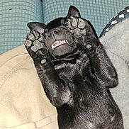 Duke is registered to the contest to win money with this photo: animal, black_dog, blanket, close_up, cozy, cushion, cute, dog, fur, home, indoor, lying_down, mischievous, paw, pet, playful, puppy, sleeping_area, teeth, young_dog