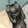 animal, black_dog, blanket, close_up, cozy, cushion, cute, dog, fur, home, indoor, lying_down, mischievous, paw, pet, playful, puppy, sleeping_area, teeth, young_dog