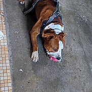 Aros participe au concours pour gagner de l'argent avec cette photo : dog, brown_dog, white_paws, harness, chewing, toy, pink_toy, concrete_floor, garage, workshop, bucket, shoe, pet, animal, laying_down, indoor, casual, floor_tile, resting, playful