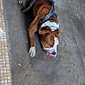 dog, brown_dog, white_paws, harness, chewing, toy, pink_toy, concrete_floor, garage, workshop, bucket, shoe, pet, animal, laying_down, indoor, casual, floor_tile, resting, playful
