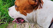 Aros a rejoint le concours — aidez-le/la à gagner de superbes lots ! dog, brown_and_white, panting, grass, field, outdoor, nature, greenery, trees, sky, canine, pet, animal, side_view, summer, daylight, collar, snout, ears, happy