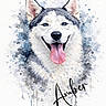 Amber a rejoint le concours — aidez-le/la à gagner de superbes lots ! animal, art, background, blue_eyes, canine, dog, drips, ears, fur, happy, husky, name, painting, pet, portrait, signature, smile, splashes, tongue, watercolor