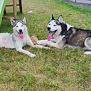 Amber participe au concours pour gagner de l'argent avec cette photo : animal, canine, dog, domestic_animal, fur, grass, happy, huskies, mammal, nature, outdoor, panting, pets, playground, resting, slide, summer, tongue_out, two_dogs, yard