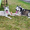 animal, canine, dog, domestic_animal, fur, grass, happy, huskies, mammal, nature, outdoor, panting, pets, playground, resting, slide, summer, tongue_out, two_dogs, yard