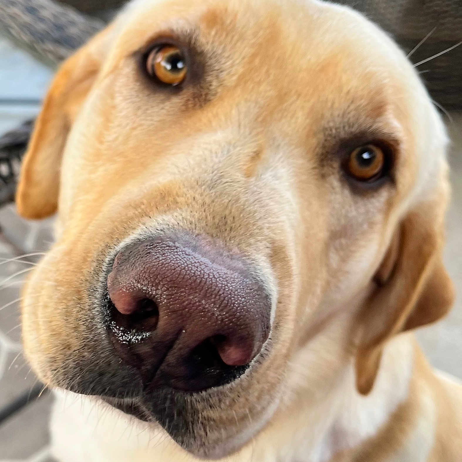 Frankie is registered to the contest to win money with this photo: animal, canine, dog, goldenretriever, hound, labradorretriever, pet, puppy, snout, whitedog