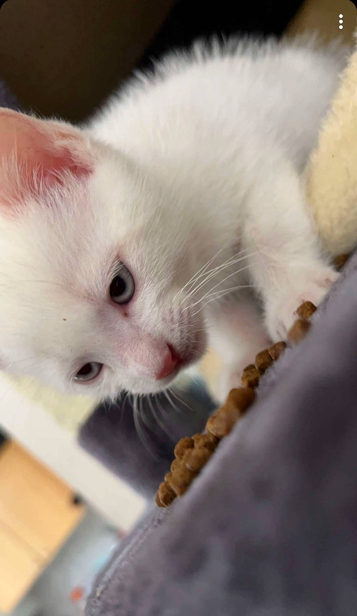 Coco participe au concours pour gagner de l'argent avec cette photo : carnivore, cat, cat_supply, claw, close_up, domestic_short_haired_cat, fawn, felidae, fur, nap, paw, small_to_medium_sized_cats, tail, whiskers, wood