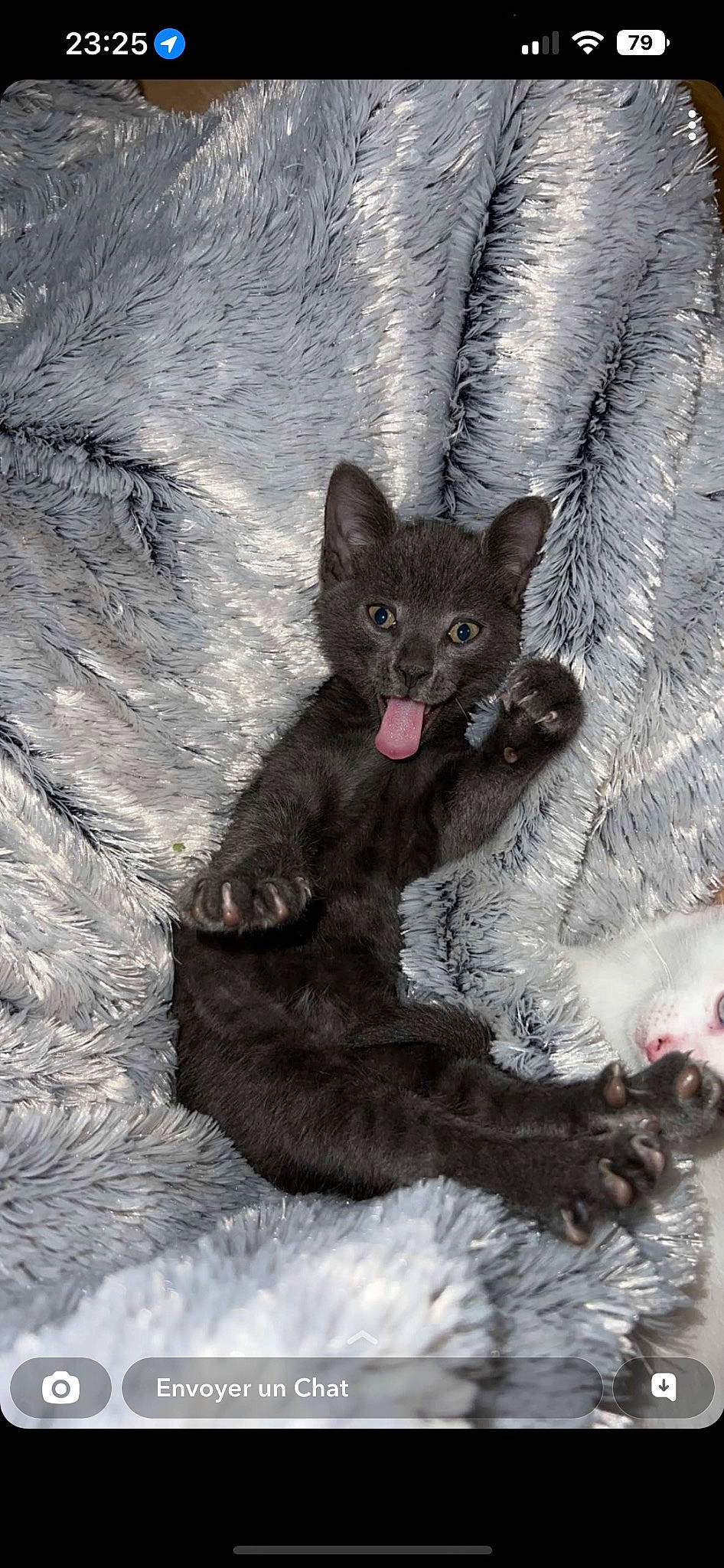 Titi a rejoint le concours — aidez-le/la à gagner de superbes lots ! canidae, carnivore, cat, claw, dog_breed, domestic_short_haired_cat, fawn, felidae, freezing, fur, grey, paw, small_to_medium_sized_cats, snout, snow, tail, terrestrial_animal, tree, whiskers, winter