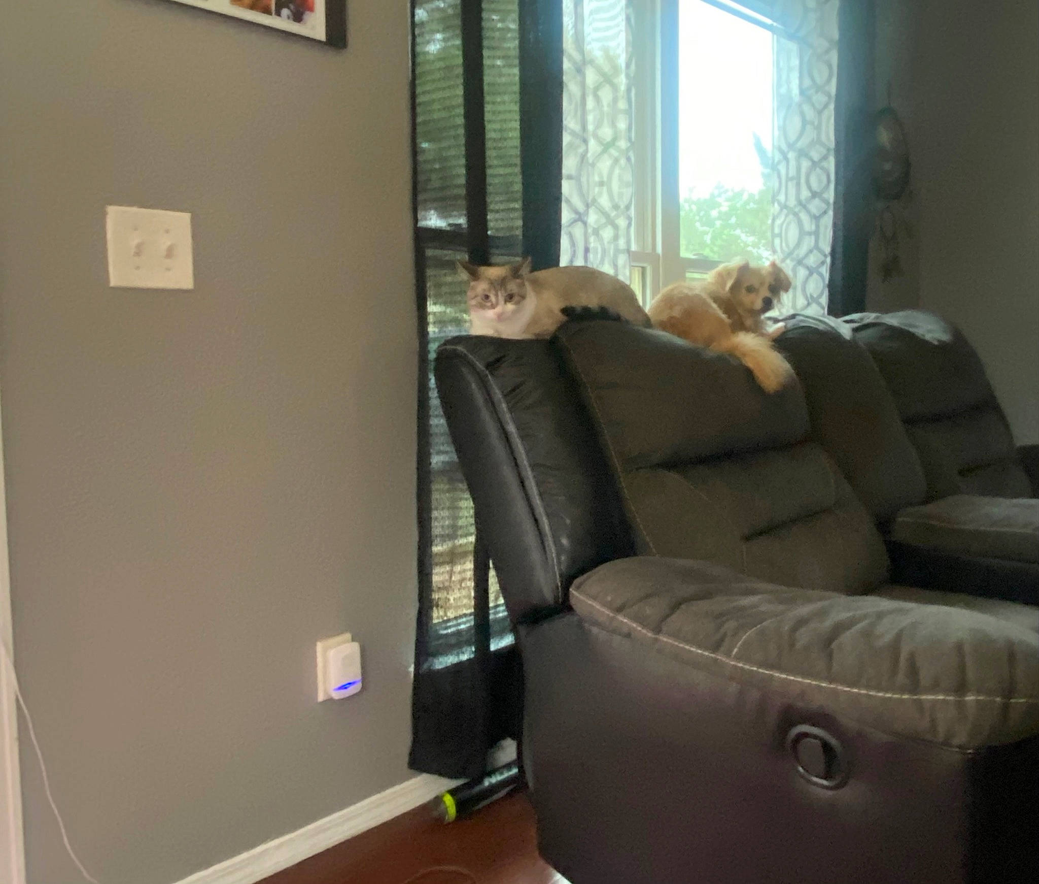 Reign is registered to the contest to win money with this photo: armrest, building, chair, club_chair, comfort, couch, den, fixture, floor, flooring, hardwood, home, living_room, room, sash_window, shade, window, window_covering, window_treatment, wood