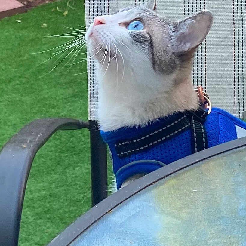 Reign is registered to the contest to win money with this photo: carnivore, cat, chair, collar, comfort, domestic_short_haired_cat, electric_blue, fawn, felidae, fender, fur, glass, grass, sitting, small_to_medium_sized_cats, tail, whiskers, window, windshield