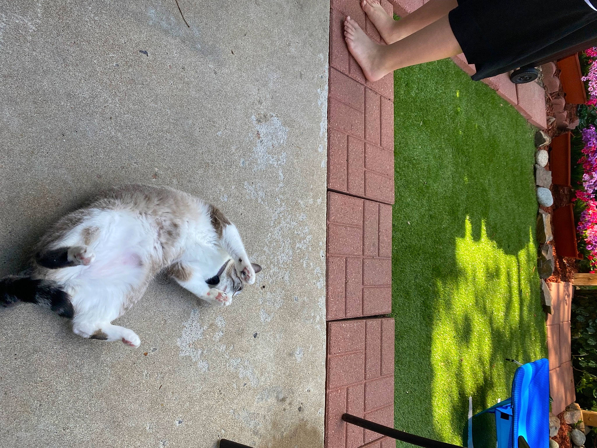 Reign joined the competition — help win amazing prizes! art, asphalt, canidae, carnivore, companion_dog, concrete, dog_breed, felidae, flooring, fur, human_leg, pattern, road_surface, shadow, sidewalk, small_to_medium_sized_cats, sporting_group, tail, visual_arts, wood