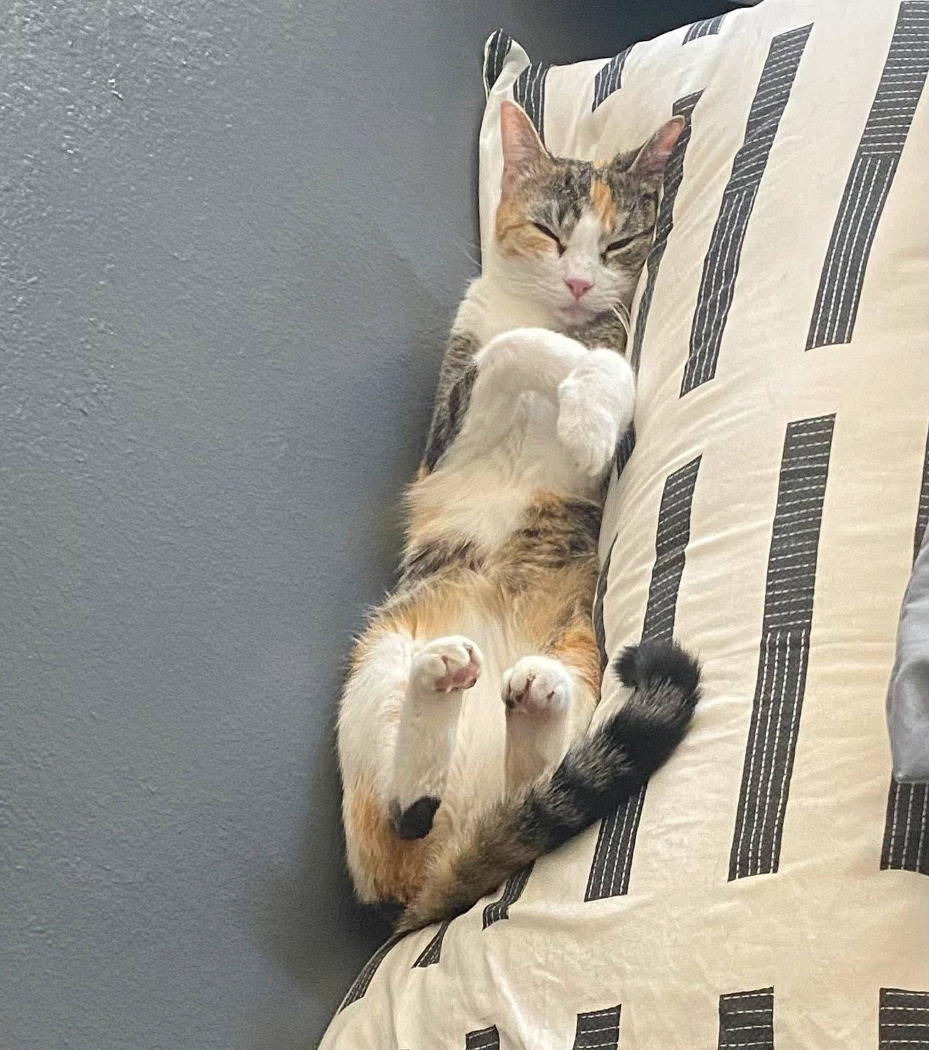 Pita joined the competition — help win amazing prizes! bed, bedding, carnivore, cat, claw, comfort, couch, domestic_short_haired_cat, duvet, fawn, felidae, fur, grey, linens, paw, sitting, small_to_medium_sized_cats, tail, whiskers, wood