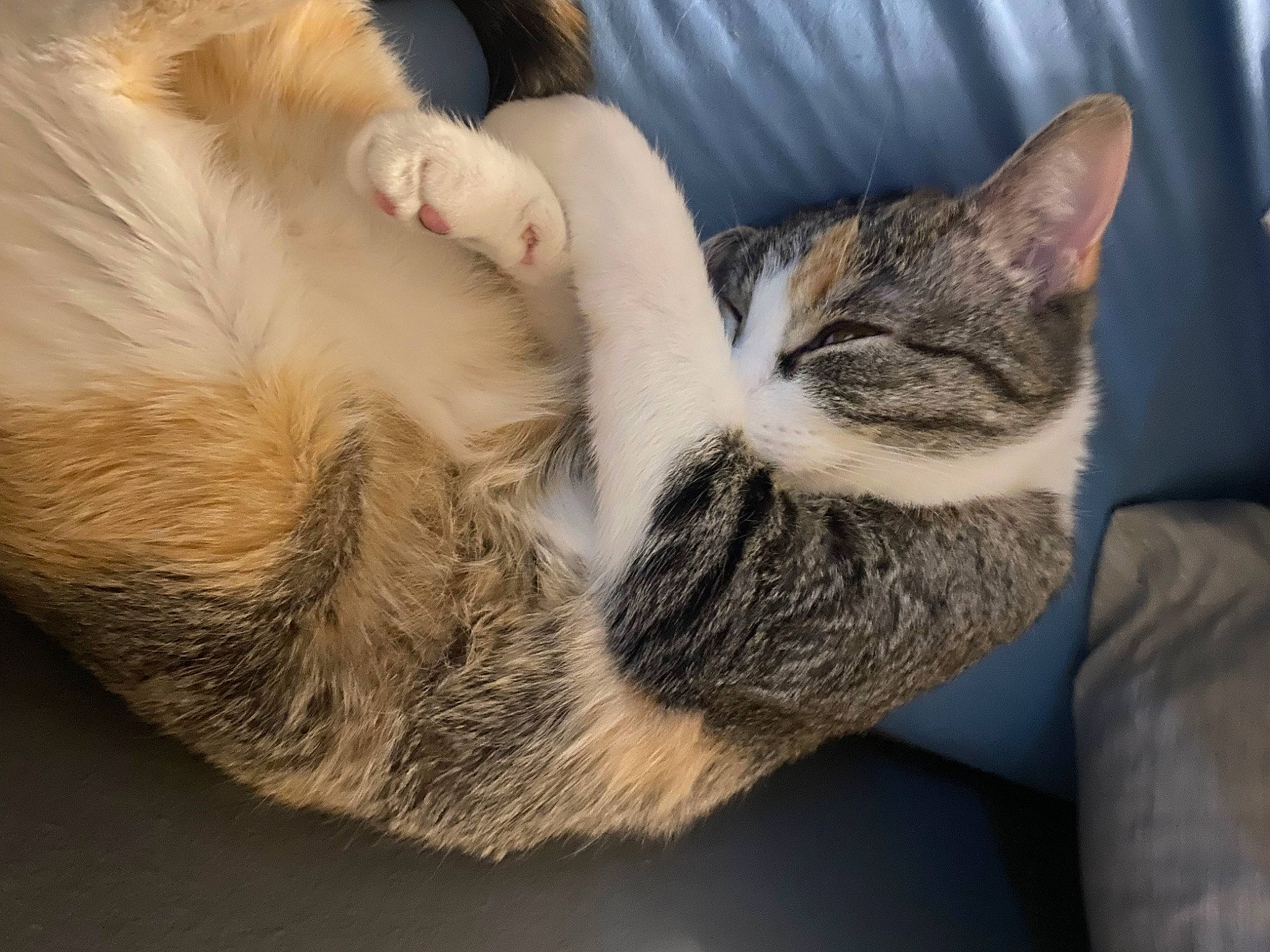 Pita is registered to the contest to win money with this photo: carnivore, cat, claw, comfort, domestic_short_haired_cat, ear, felidae, fur, gesture, grey, hug, nap, paw, sleep, small_to_medium_sized_cats, snout, tail, tree, whiskers