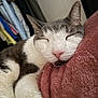 animal, blanket, cat, close_up, comfort, cozy, cute, domestic_cat, feline, fur, indoor, nap, pet, pink, relaxed, resting, sleeping, soft_texture, whiskers, white_and_gray_cat