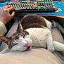 cat, closeup, comfort, computer, cozy, desk, feline, gray, hand, human, indoor, keyboard, lap, pet, relaxing, resting, sleeping, soft, warm, white