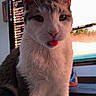 Thor is registered to the contest to win money with this photo: animal, cat, closeup, computer, curious, cute, desk, fur, gray, home, indoor, monitor, office, pet, screen, tabby, technology, tongue_out, whiskers, white