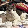 animal, bed, blanket, cat, close_up, cozy, cute, domestic, ears, feline, fur, gray_and_white, indoor, lying_down, paw, pet, pillow, relaxed, resting, whiskers