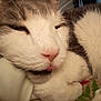 animal, cat, close_up, cozy, cute, domestic_cat, face, fur, indoor, paw, pet, pink_nose, relaxed, resting, sleepy, snuggled, soft, tabby, whiskers, white_fur