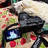 Thor is registered to the contest to win money with this photo: animal, blanket, camera, cat, close_up, colorful, digital_camera, display_screen, floral_pattern, focus, indoor, lens, person_arm, pet, photography, resting, sleeping_cat, sony, table, technology