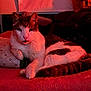 animal, bed, cat, closeup, comfort, cozy, domestic, feline, fur, home, indoor, looking_at_camera, pet, pillow, red_lighting, relaxed, resting, soft_texture, striped_tail, white_fur