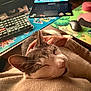 Thor is registered to the contest to win money with this photo: animal, cartoon, cat, comfortable, computer, cozy, cute, desk, hand, indoor, keyboard, lap, laptop, mouse, mousepad, person, pet, relaxation, snuggling, warm