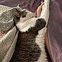 cat, sleeping, bed, quilt, foot, cozy, indoor, white, gray, fur, rest, comfort, blanket, human, relaxation, domestic, pet, closeup, animal, snuggle