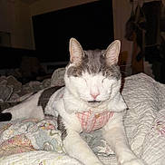 Thor joined the competition — help win amazing prizes! cat, pet, animal, feline, indoor, quilt, blanket, sleeping, resting, pink_harness, white, gray, fur, paw, cozy, bedroom, home, domestic, cute, relaxed