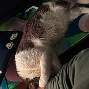 Thor is registered to the contest to win money with this photo: cat, sleeping, paw, arm, desk, laptop, stickers, electronics, furry, resting, cozy, indoor, closeup, white, gray, cute, relaxed, animal, pet, human