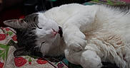 Thor is registered to the contest to win money with this photo: animal, cat, closeup, cozy, cushion, cute, domestic, feline, floral_pattern, fur, gray, indoor, nap, paw, pet, relaxed, resting, sleeping, whiskers, white