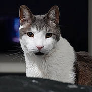 Thor joined the competition — help win amazing prizes! alert, animal, cat, close_up, cute, dark_background, domestic_cat, ears, face, feline, focused, fur, gray_cat, indoor, looking, mammal, pet, portrait, whiskers, white_cat
