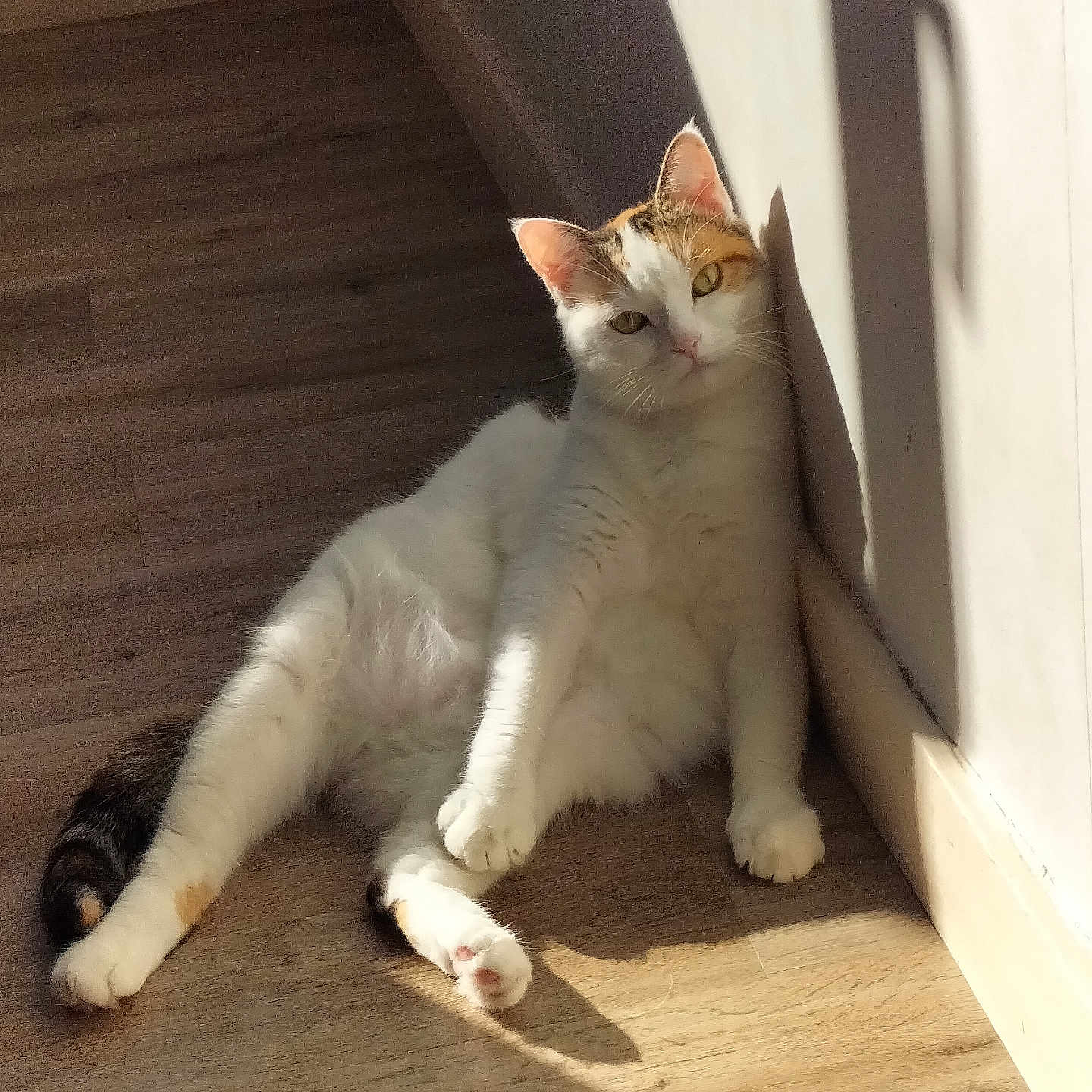 Calinette a rejoint le concours — aidez-le/la à gagner de superbes lots ! cat, calico_cat, feline, pet, animal, indoors, sunlight, sunbeam, wood_floor, hallway, relaxed, sitting, lounging, white_fur, orange_patches, black_patches, green_eyes, whiskers, shadows, portrait