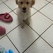 Kaiya is registered to the contest to win money with this photo: puppy, dog, tile_floor, indoor, toy, slipper, pink_slipper, white_fur, small_dog, cute, pet, floor, playful, animal, domestic_animal, looking_up, fur, ears, mouth_open, shadow