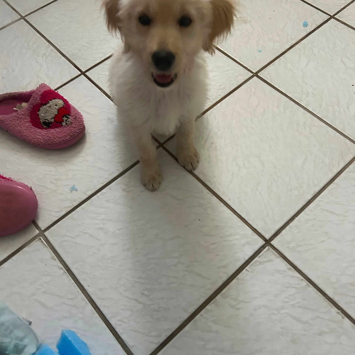 Kaiya is registered to the contest to win money with this photo: puppy, dog, tile_floor, indoor, toy, slipper, pink_slipper, white_fur, small_dog, cute, pet, floor, playful, animal, domestic_animal, looking_up, fur, ears, mouth_open, shadow
