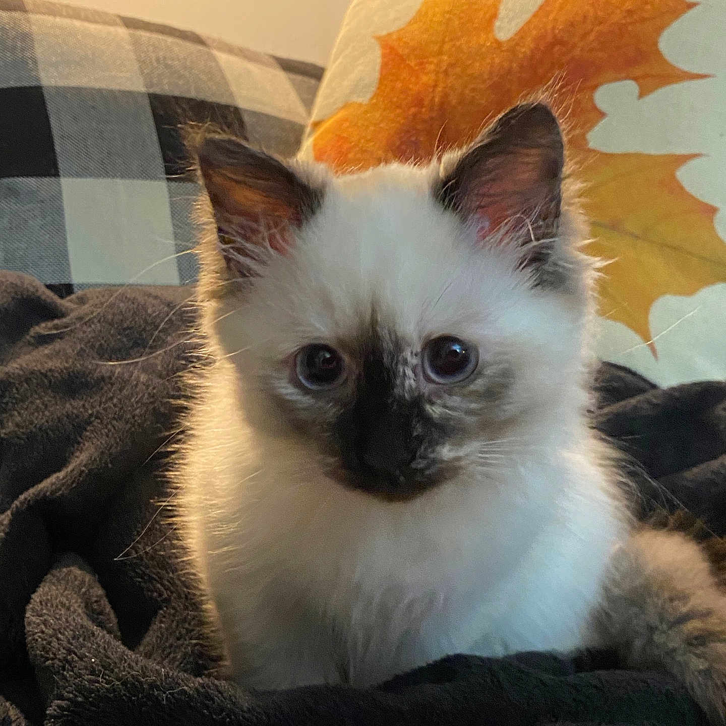 Nova joined the competition — help win amazing prizes! angora, animal, bed, blanket, cat, couch, cushion, furniture, homedecor, kitten, pet, pillow, quilt, siamese