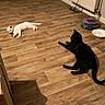Gaïa participe au concours pour gagner de l'argent avec cette photo : cat, white_cat, black_cat, floor, wooden_floor, indoor, litter_box, cat_toys, pet, animal, relaxing, room, radiator, furniture, shoes, flip_flops, cord, bowl, home, cozy