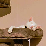 Gaïa a rejoint le concours — aidez-le/la à gagner de superbes lots ! cat, white_cat, sleeping, cat_tree, pet, indoor, cozy, relaxation, paw, feline, cute, fur, resting, animal, domestic, soft, warm_lighting, comfortable, lazy, napping