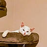 Gaïa a rejoint le concours — aidez-le/la à gagner de superbes lots ! cat, white_cat, pet, animal, indoor, cat_tree, feline, lazy, sleepy, paw, fur, ears, face, resting, cozy, domestic, relaxed, cute, mammal, house_pet