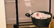 Gaïa a rejoint le concours — aidez-le/la à gagner de superbes lots ! white_cat, black_cat, cat, kitchen, cooking_pot, metal_pot, rack, floor, indoor, pet, animal, feline, curled_up, resting, cozy, domestic, household, paper_bag, shadow, corner